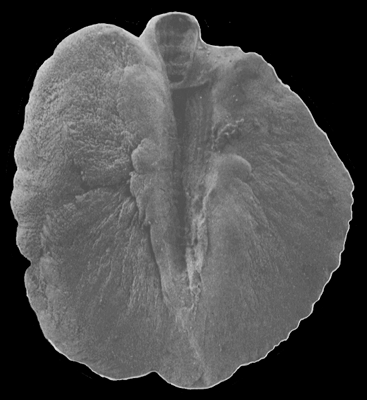 Malacosteus niger Ayres, 1848